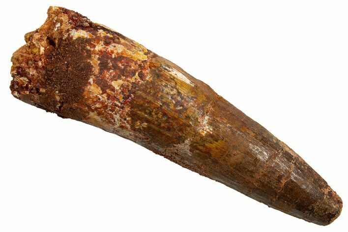 Fossil Spinosaurus Tooth - Real Dinosaur Tooth #330070